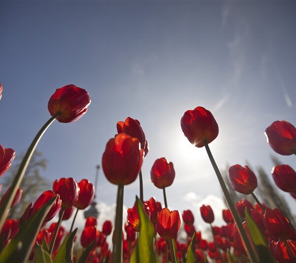 Tulips of Amsterdam