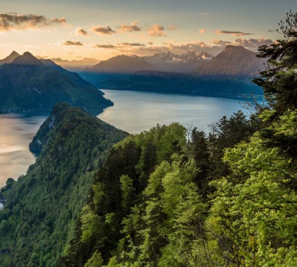 swiss-green-1
