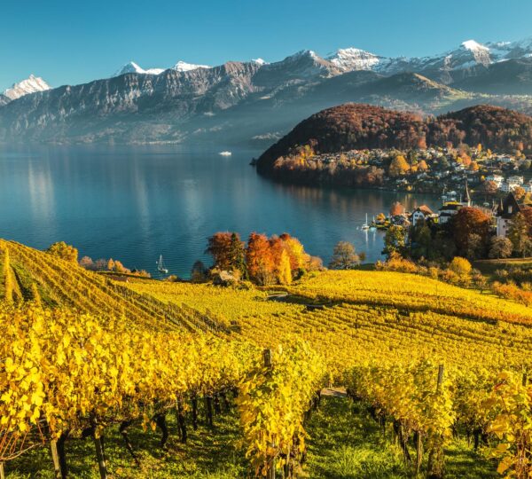 swiss-green-2-1